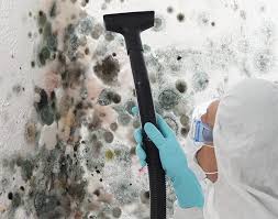 Best Environmental Consulting for Mold Prevention in USA